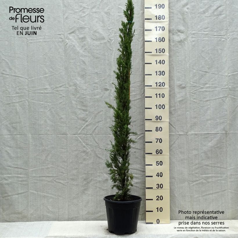 Amostra de Cupressus sempervirens Pyramidalis Vaso de 7,5 L/10 L tal como entregue na primavera