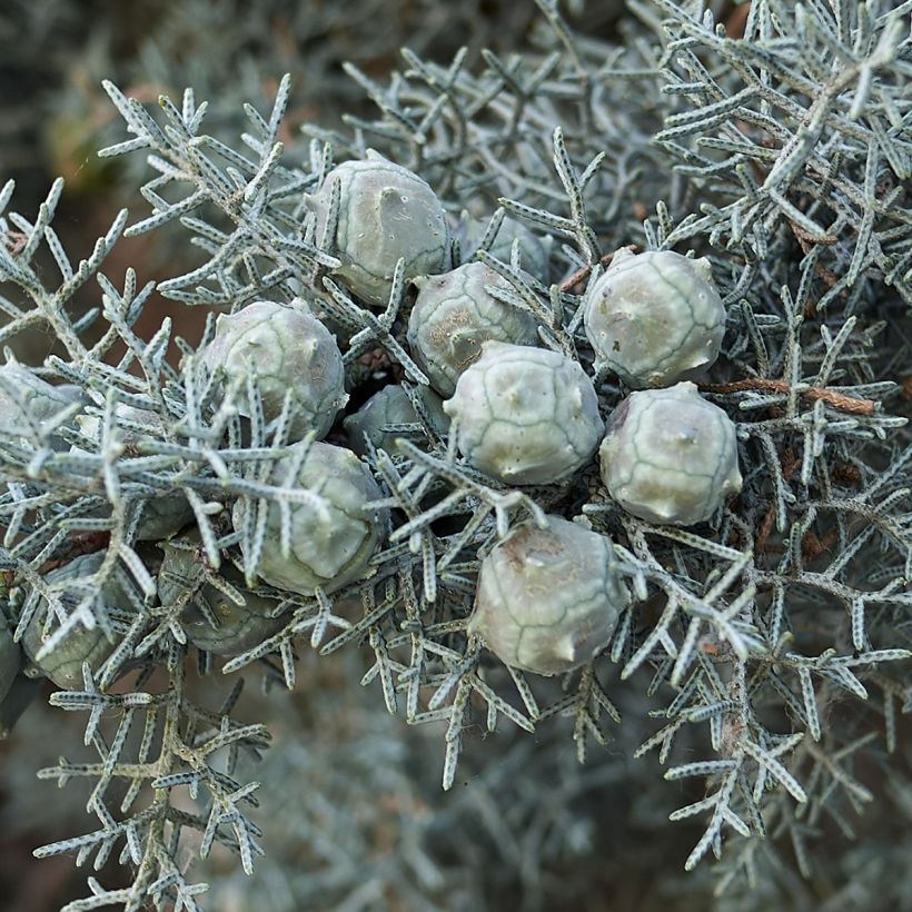 Cupressus arizonica Fastigiata (Colheita)