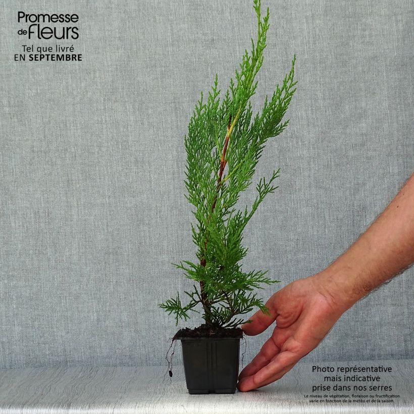 Amostra de Cipreste-de-Leyland Oger - Cupressocyparis × leylandii Vaso de 8/9 cm tal como entregue no outono
