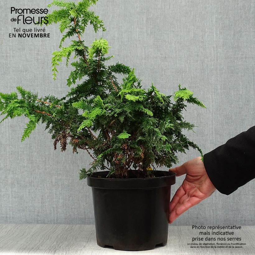Amostra de Chamaecyparis obtusa Fernspray Gold Vaso de 4 L/5 L tal como entregue no outono