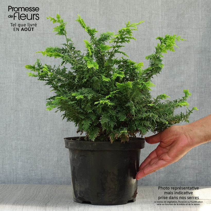 Amostra de Chamaecyparis obtusa Fernspray Gold Vaso de 4 L/5 L tal como entregue no verão