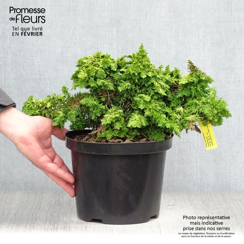 Amostra de Chamaecyparis obtusa Fernspray Gold Vaso de 4 L/5 L tal como entregue no inverno