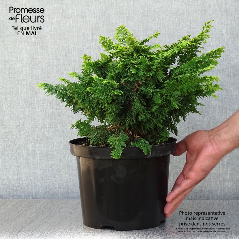 Amostra de Chamaecyparis obtusa Fernspray Gold Vaso de 4 L/5 L tal como entregue na primavera