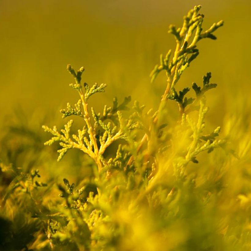 Chamaecyparis obtusa Lucas (Folhagem)