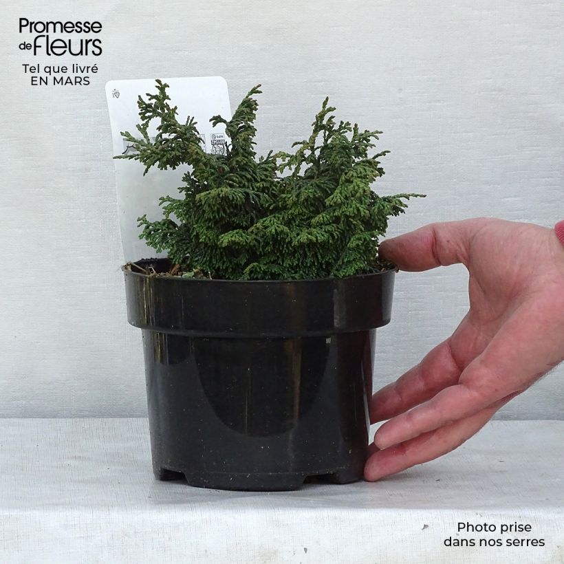 Amostra de Cyprès hinoki du Japon - Chamaecyparis obtusa Maureen Vaso de 2 L/3 L tal como entregue no inverno