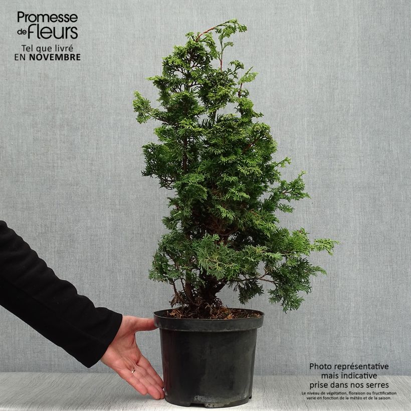 Amostra de Chamaecyparis obtusa Maureen Vaso de 4 L/5 L tal como entregue no outono