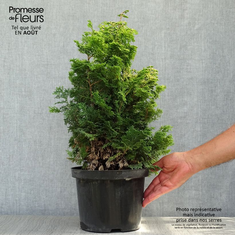 Amostra de Chamaecyparis obtusa Maureen Vaso de 4 L/5 L tal como entregue no verão