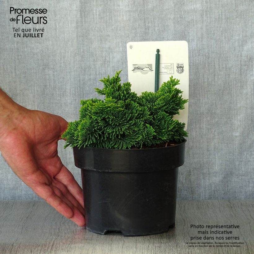 Amostra de Chamaecyparis obtusa Nana aurea Vaso de 2 L/3 L tal como entregue no verão