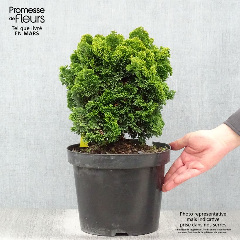Amostra de Chamaecyparis obtusa Nana aurea Vaso de 7,5 L/10 L, Haste tal como entregue na primavera