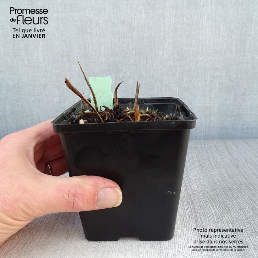 Amostra de Cypripedium Kristi Lyn - Sabot de Vénus hybride Vaso de 1 L/1,5 L tal como entregue no inverno