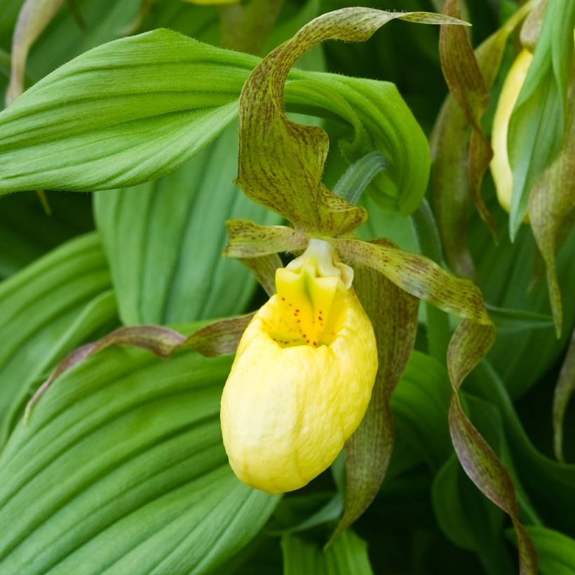 Cypripedium Kristi Lyn (Floração)