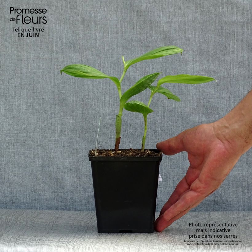 Amostra de Cypripedium Lucy Pinkepank Vaso de 1 L/1,5 L tal como entregue no verão