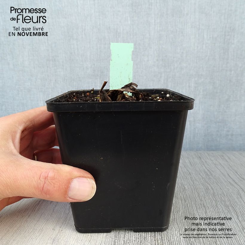 Amostra de Cypripedium Lucy Pinkepank Vaso de 1 L/1,5 L tal como entregue no outono
