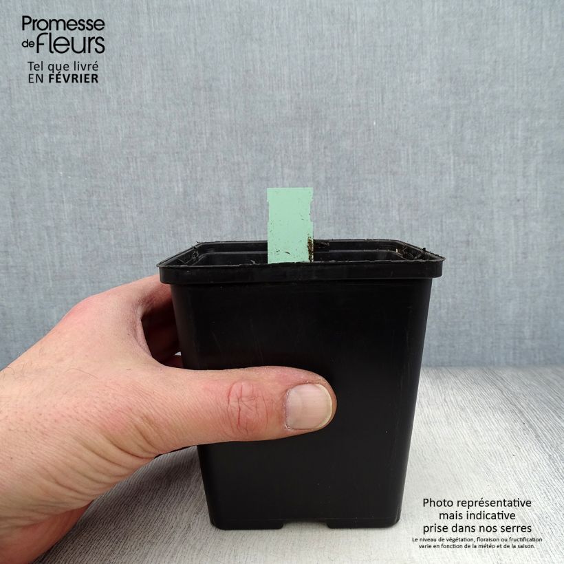 Amostra de Cypripedium Lucy Pinkepank - Orchidée de jardin hybride, Sabot de Vénus Vaso de 1 L/1,5 L tal como entregue no inverno