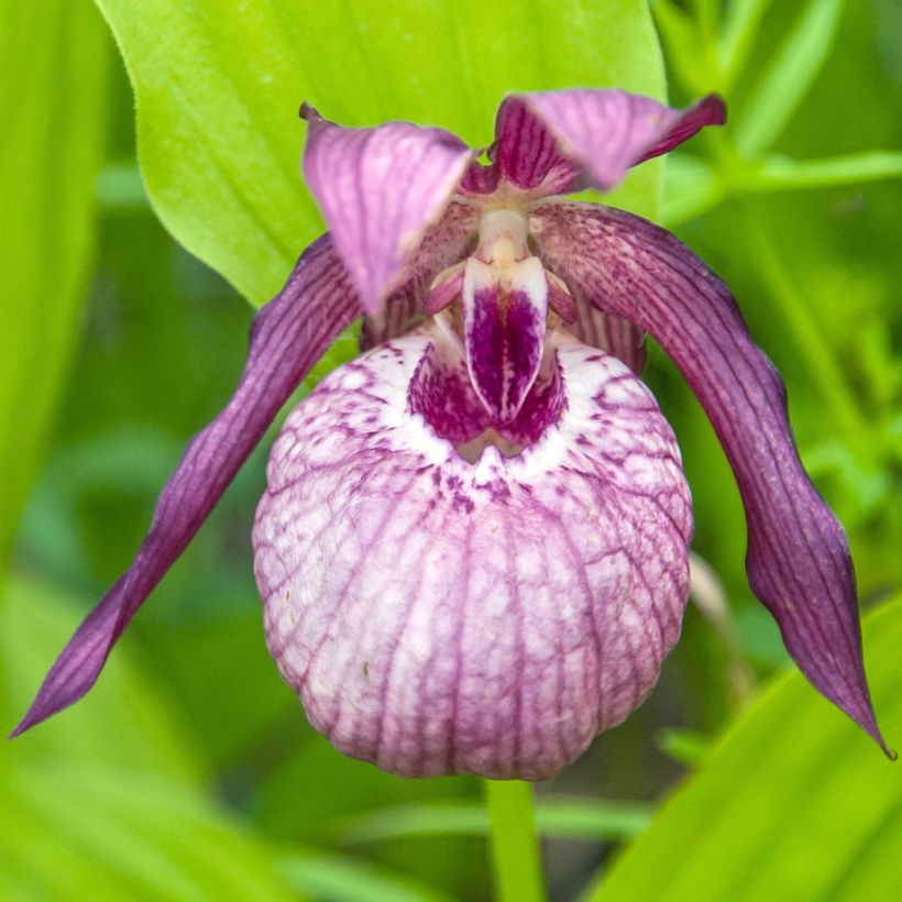 Cypripedium Lucy Pinkepank (Floração)