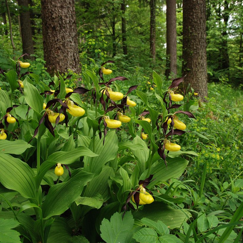 Cypripedium calceolus (Hábito)