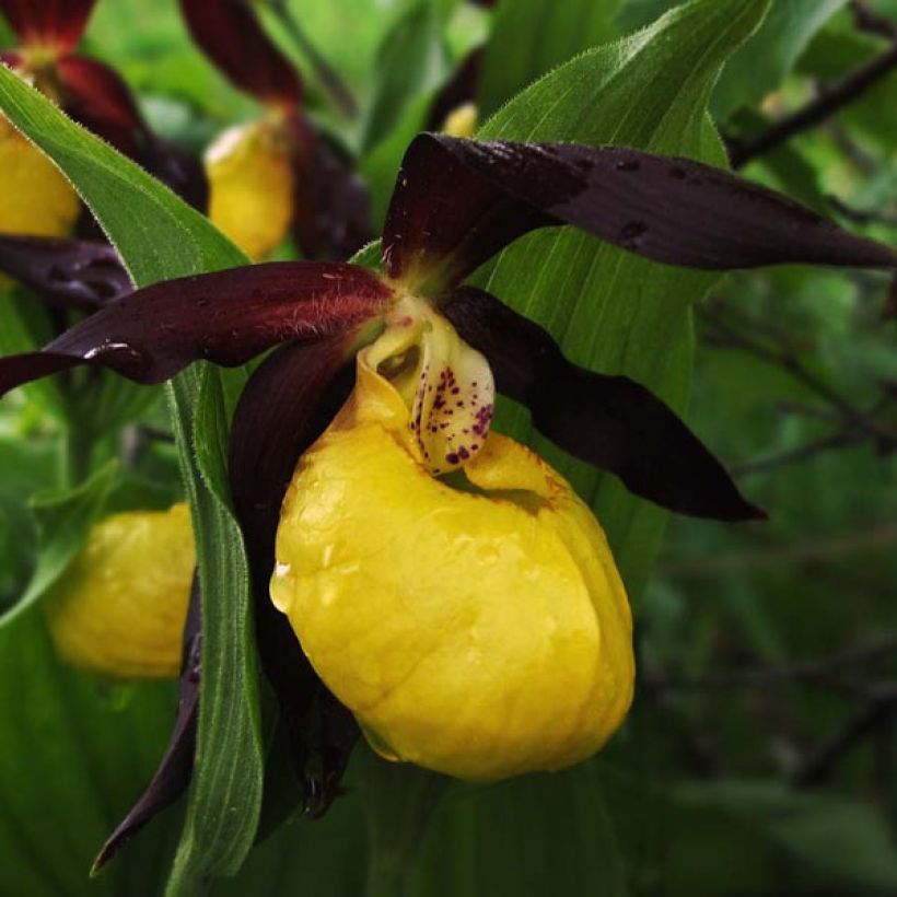 Cypripedium calceolus (Floração)