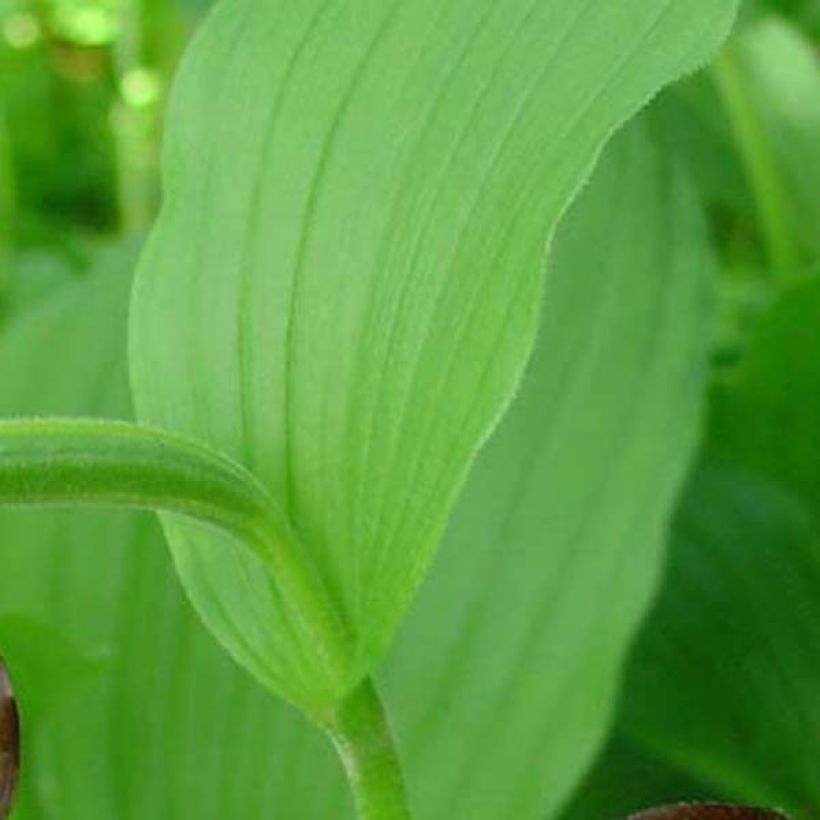 Cypripedium calceolus (Folhagem)