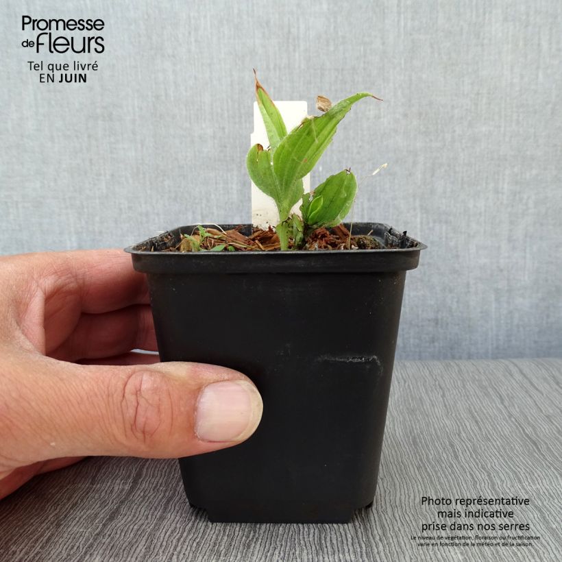 Amostra de Cypripedium flavum Vaso de 8/9 cm tal como entregue no verão