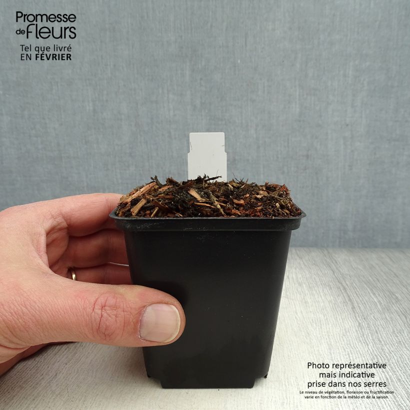 Amostra de Cypripedium flavum - Sabot de Vénus jaune pâle Vaso de 8/9 cm tal como entregue no inverno