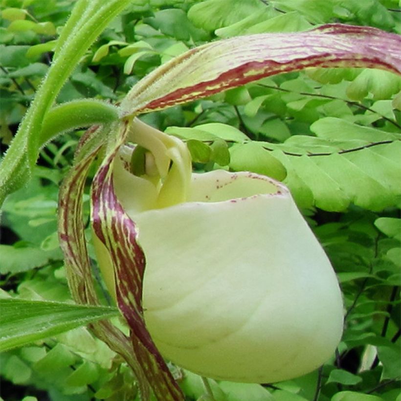 Cypripedium kentuckiense (Floração)