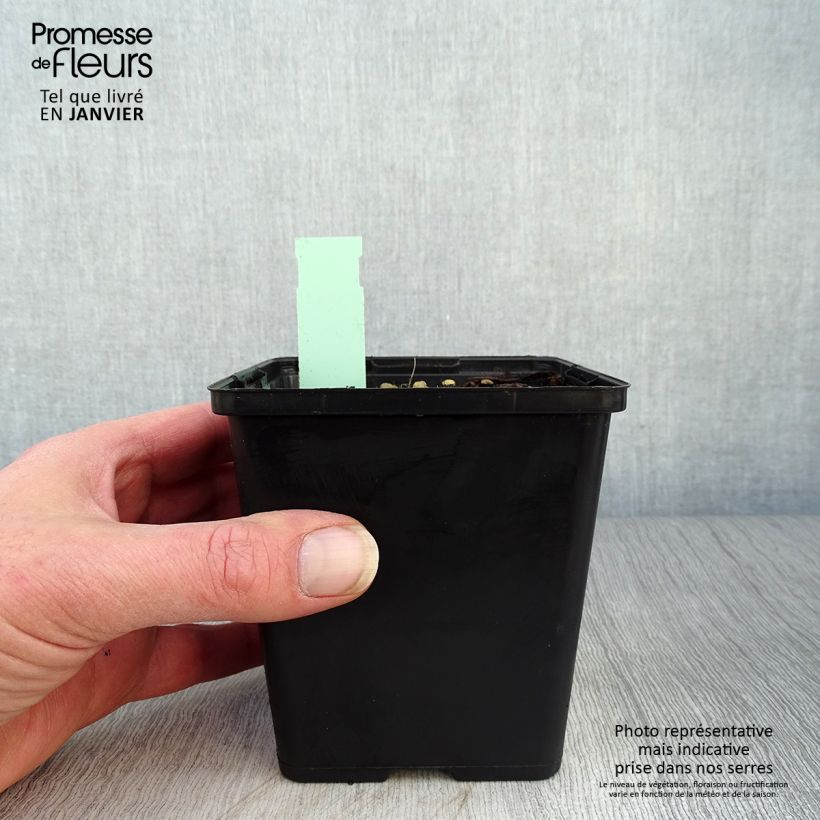 Amostra de Cypripedium kentuckiense - Sabot de Vénus pourpre et ivoire Vaso de 1 L/1,5 L tal como entregue no inverno