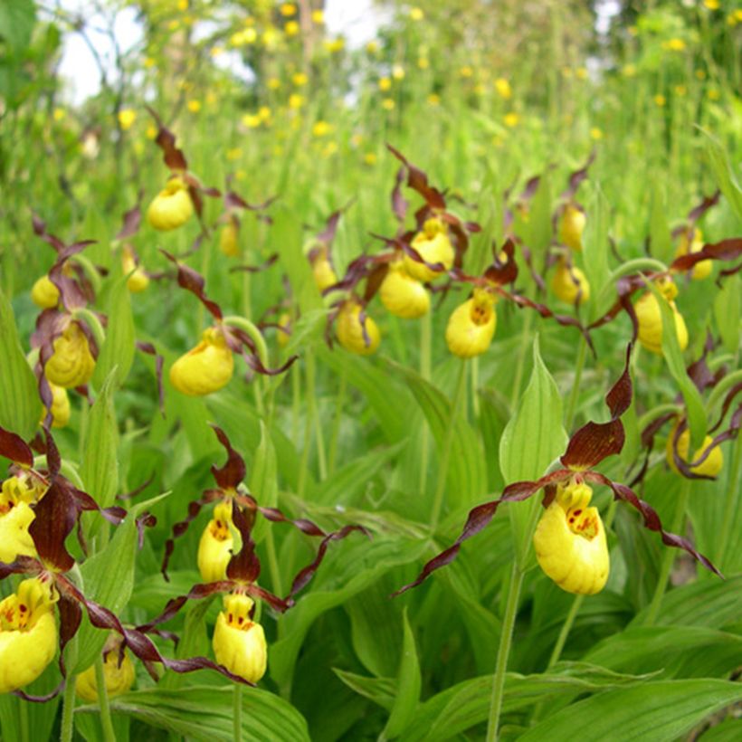 Cypripedium parviflorum var. parviflorum (Hábito)