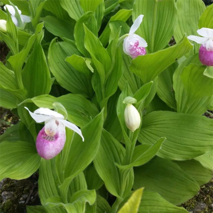 Cypripedium reginae (Folhagem)