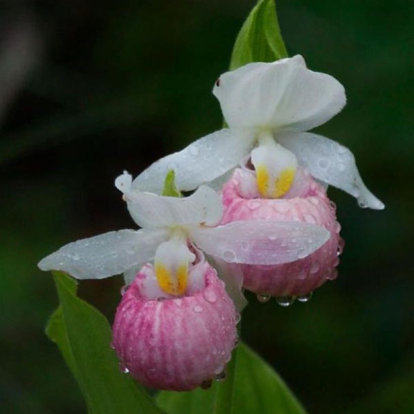 Cypripedium reginae (Floração)