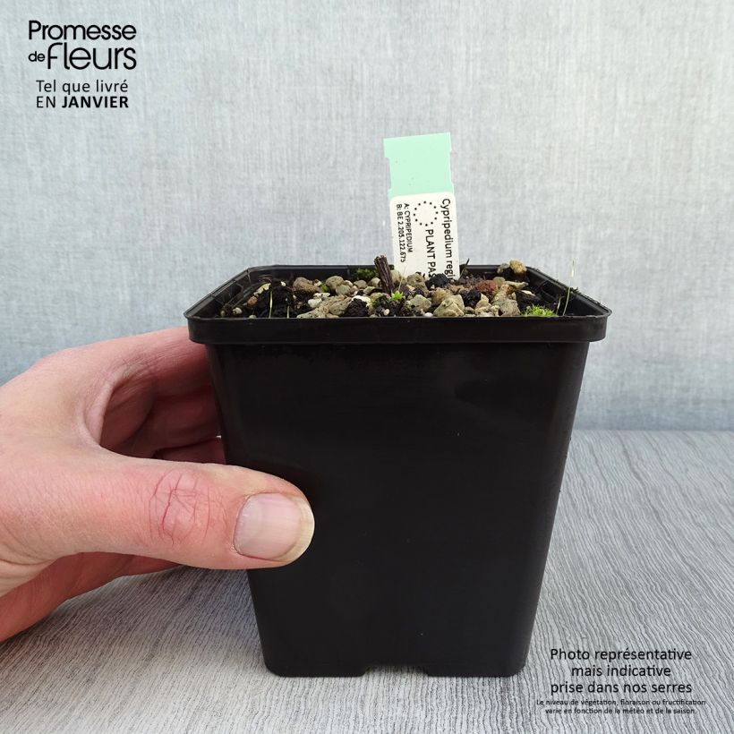 Amostra de Cypripedium reginae Vaso de 1 L/1,5 L tal como entregue no inverno