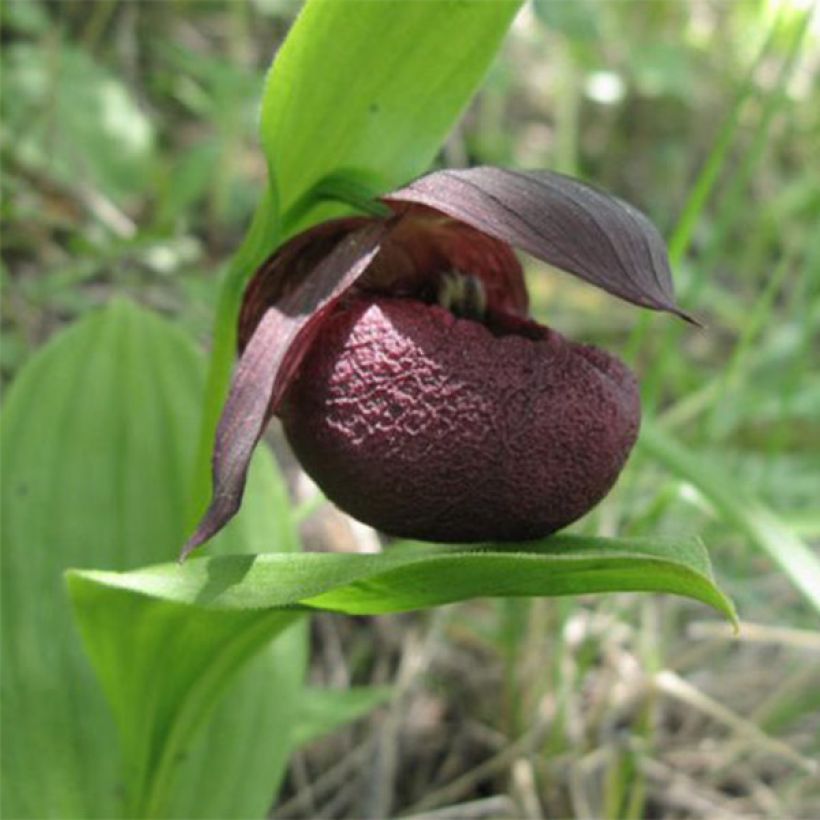 Cypripedium smithii (Floração)