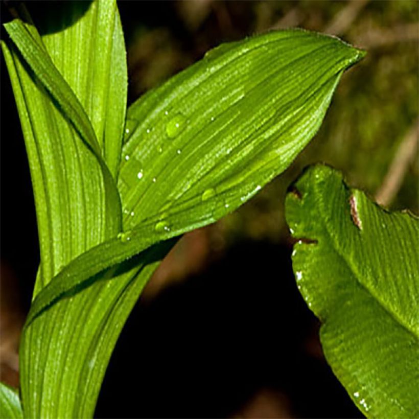 Cypripedium tibeticum (Folhagem)