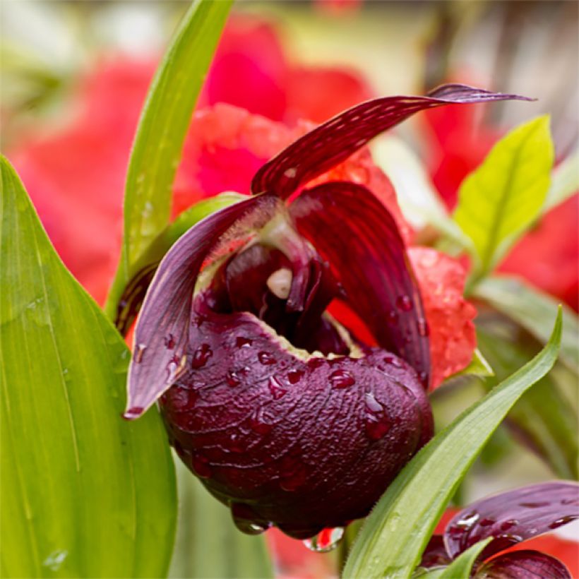 Cypripedium tibeticum (Floração)