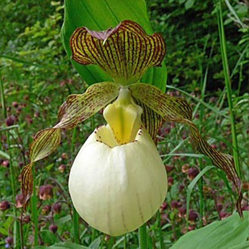 Cypripedium Gabriela (Floração)