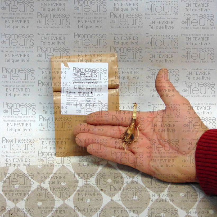 Exemplo de amostra de Cyrtanthus Cream White Bulbe Kaliber/Größe 10+ tal como entregue