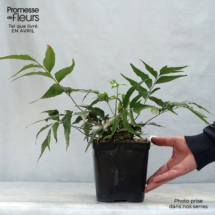 Amostra de Cyrtomium devexiscapulae Vaso de 2 L/3 L tal como entregue na primavera