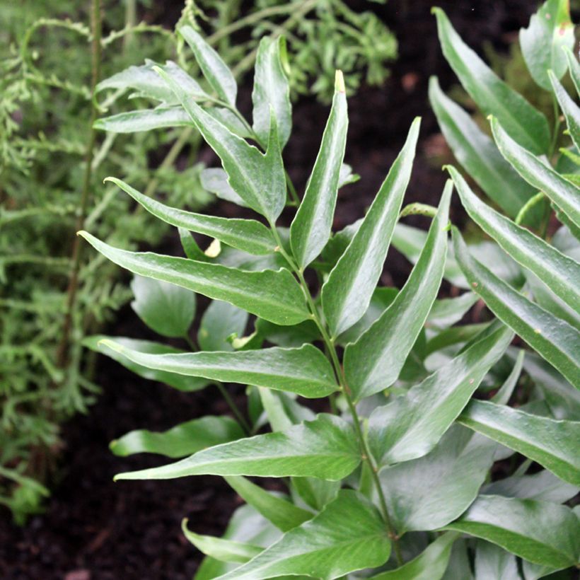 Cyrtomium devexiscapulae (Folhagem)