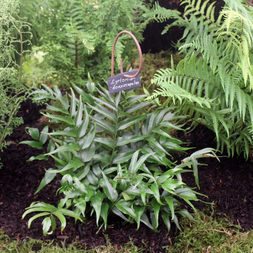 Cyrtomium devexiscapulae (Hábito)