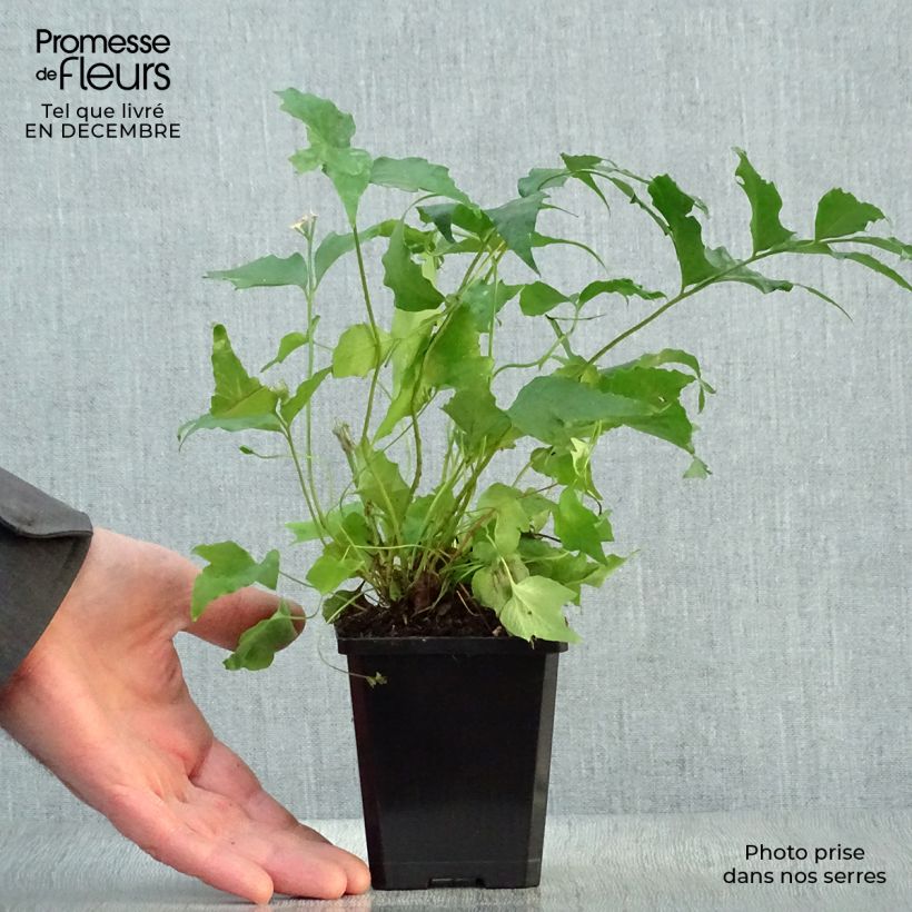 Amostra de Cyrtomium falcatum - Fougère persistante Vaso de 8/9 cm tal como entregue no inverno