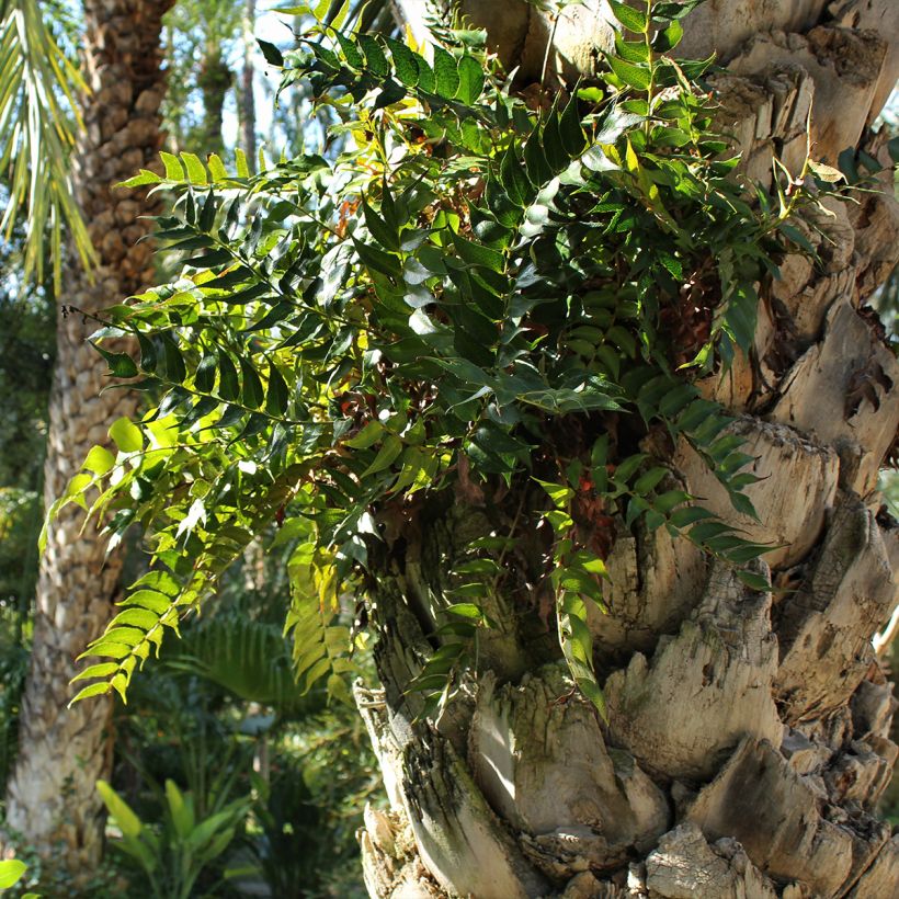 Cyrtomium falcatum (Hábito)