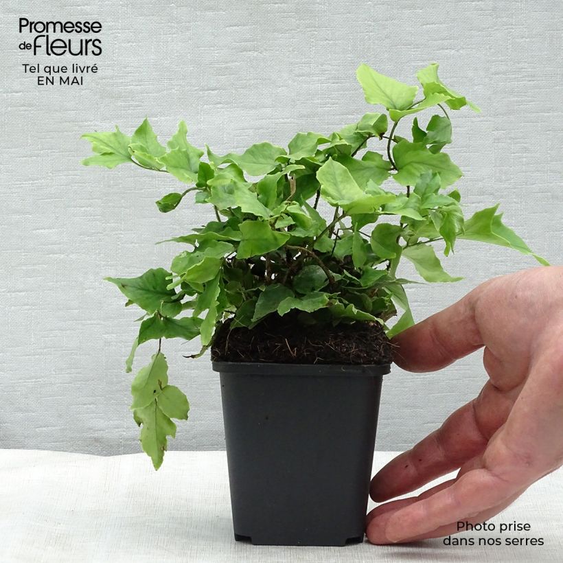 Amostra de Cyrtomium fortunei Vaso de 8/9 cm tal como entregue na primavera