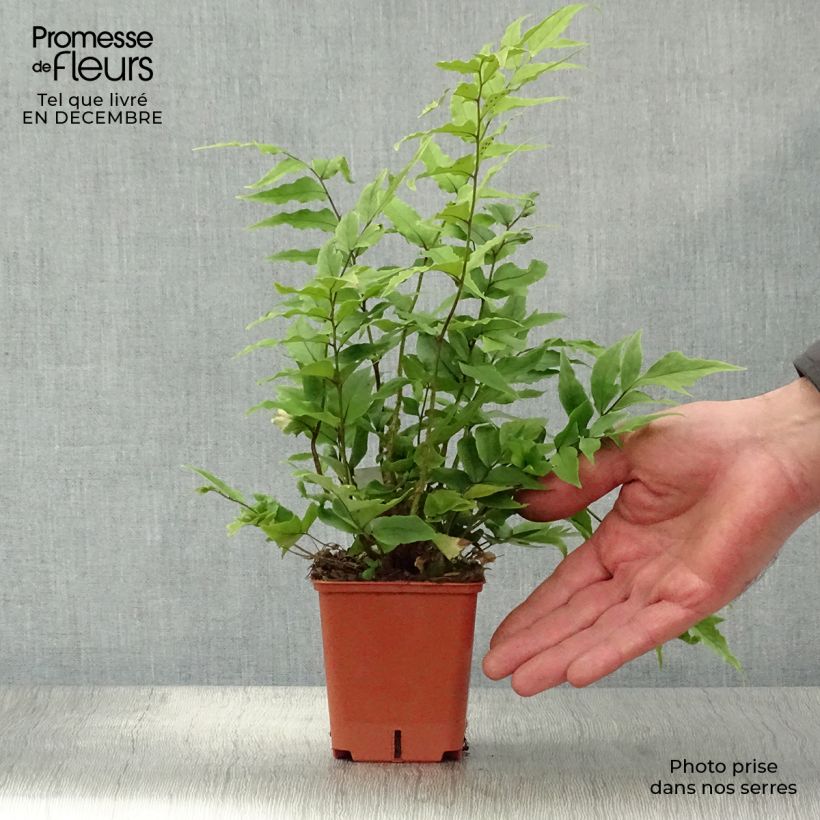 Amostra de Cyrtomium fortunei Vaso de 8/9 cm tal como entregue no inverno