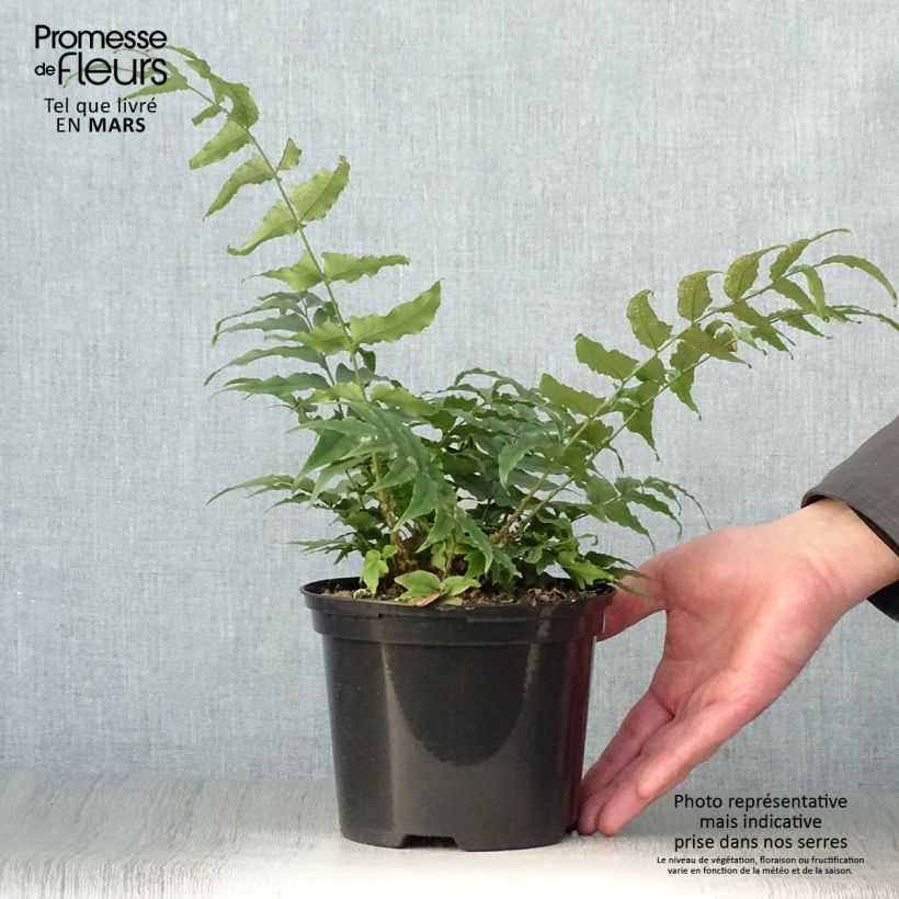 Amostra de Cyrtomium fortunei Vaso de 2 L/3 L tal como entregue na primavera