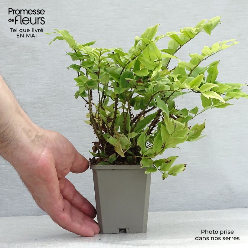 Amostra de Cyrtomium fortunei var. clivicola Vaso de 8/9 cm tal como entregue na primavera