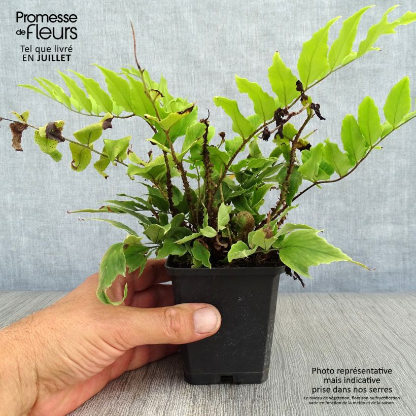 Amostra de Cyrtomium fortunei var. clivicola Vaso de 8/9 cm tal como entregue no verão