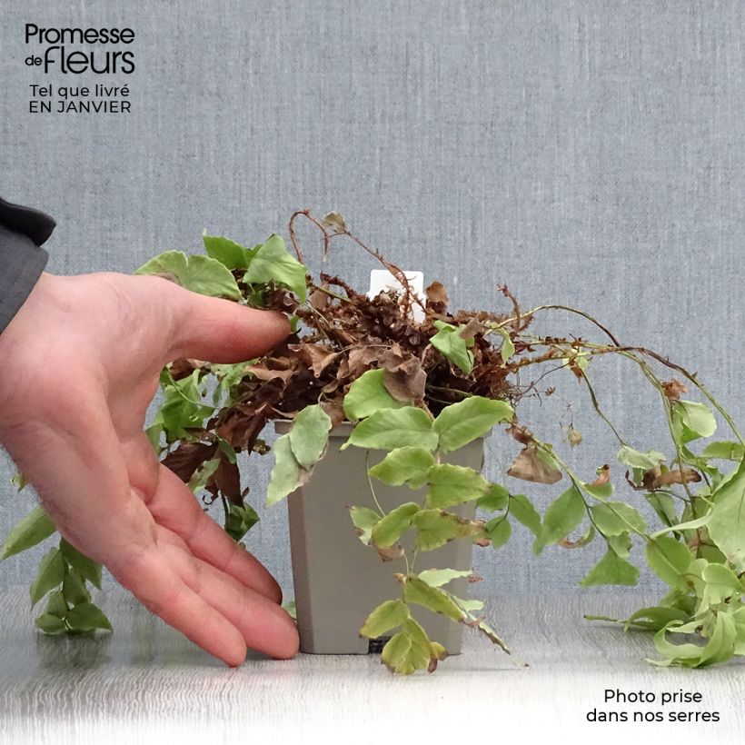 Amostra de Cyrtomium fortunei var. clivicola - Fougère Vaso de 8/9 cm tal como entregue no inverno