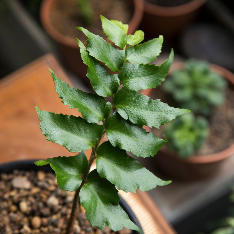 Cyrtomium falcatum (Folhagem)