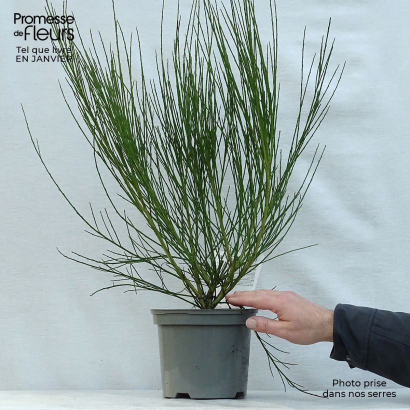 Amostra de Cytisus scoparius Boskoop Ruby Vaso de 3 L/4 L tal como entregue no inverno