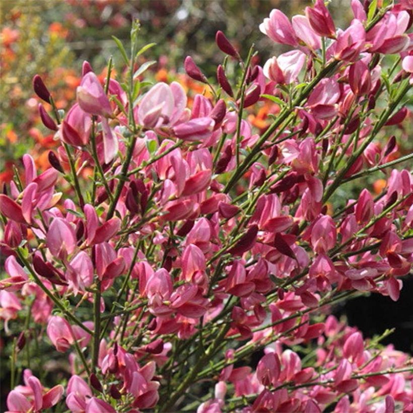 Cytisus precox Hollandia (Floração)