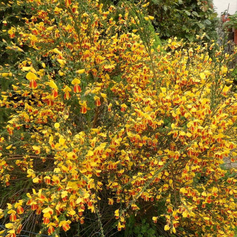 Cytisus scoparius Palette (Floração)